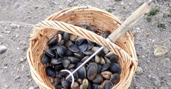 Pêche à pied dans le Finistère Sud pour ramasser des coques et palourdes.